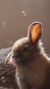 60 Cute Animals Iphone Wallpapers You Would Love To Download Animals Cute Download Iphone Love Wallpape Tier Wallpaper Susseste Haustiere Komische Tiere Shop wayfair for all the best baby & kids wallpaper. 60 cute animals iphone wallpapers you