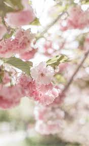 Fresh pink love balloon element. 100 Pink Flower Images Download Free Pictures On Unsplash