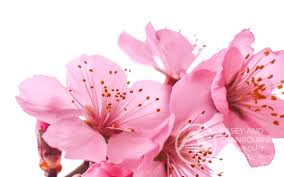Check spelling or type a new query. 12 Most Poisonous Plants Casey Cranbourne Veterinary Hospital Cranbourne Vets Vets South East Melbourne