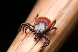 A vaccine against tbe does exist but is only available in countries where the disease is present. Fda Grants Priority Review To Tick Borne Encephalitis Vaccine Ticovac