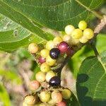 Image result for Antidesma venosum