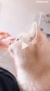 Oftentimes, this is linked to excitement. Why Do Cats Chatter At Birds Funny Animal Pictures Cats Funny Animals