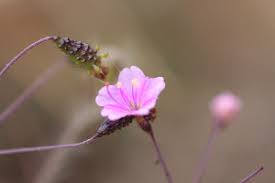 Image result for Commicarpus pedunculosus