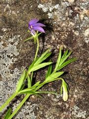 Image result for Monopsis stellarioides