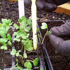 Check spelling or type a new query. Growing Broccoli For Best Results Vegetable Growing Tips And Pictures