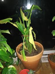 You can also put this dainty beauty outside during the summer, if the warmth allows it. The Best 13 Calla Lily Care Indoors Drooping
