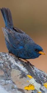 Colorful Small Bird With Long Beak Pinterest