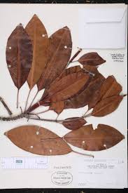 Image result for Bruguiera