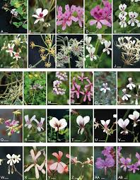 Image result for Pelargonium mossambicense