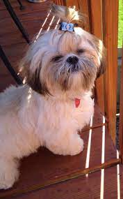 Shih tzu puppy cut more Adorable Shih Tzu Haircuts A N I M A L S Shih Tzu Dog Haircuts Dogs