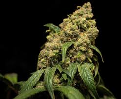 Check spelling or type a new query. Best Delta 8 Thc Flower Strains Online In 2021