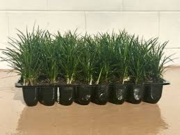 The scientific name is derived from ophis = snake, and pogon = beard, most probably. Complete Guide To Mondo Grass How To Grow Care For It