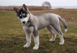 Will cost a dog it's life to have a dog like a husky in an indian city. Siberian Husky Information Temperament Photos Dogexpress