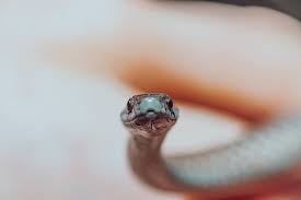 It is however noted as the most dangerous types of tongue piercing. The Snake Eyes Tongue Piercing What You Need To Know Freshtrends Body Jewelry Blog