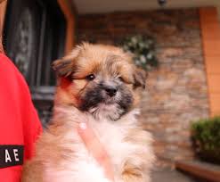 Shih tzu pom mix puppies. Sweet Pomshih Male Puppy For Sale Nov 3rd 2017 Paradise Puppies