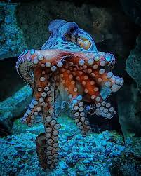 U Vurp Octoous Fish Aquarium Fishtank Fishporn Instafish Instagood Swim Swimming U Vurp Octoous Fish Aquariu Tropical Fish Aquarium Fish Fish Tank