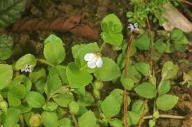 Image result for Linderniaceae