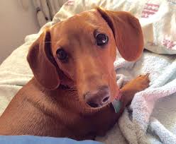 Ruby Red Min Short Haired Dachshund Short Haired Dachshund Wiener Dog Fur Kids