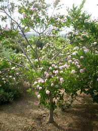 Image result for Dais cotinifolia