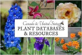 Let the flower be your ultimate messenger.whether it's your anniversary or your first date flowers will always send the right message for all the right reasons. Online Plant Databases Canada United States Empress Of Dirt Plant Database Identify Plant Plants