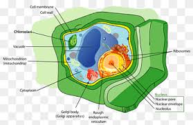 We did not find results for: Plant Cell Biology Organelle Cellular Chart Biology Cell Animal Png Pngwing