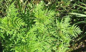 Ragweeds are flowering plants in the genus ambrosia in the aster family, asteraceae. Ragweed Naturschutzbund Klosterneuburg