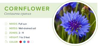 365 days flowers that bloom all year round in india. 20 Annual Flowers For Every Season Proflowers
