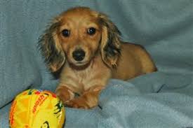 Puppies and dogs for sale / adoption in tennessee. Pin On Dachshund Lover