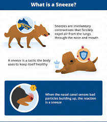 Why Does Your Dog Keep Sneezing Canna Pet