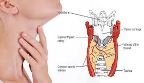 Check spelling or type a new query. Yoga For Thyroid 9 Asana And 3 Pranayama Sarvyoga Yoga