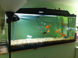Fish Tank Setup Fresh Water Step By Step Guide For Filters Tanks And Setup