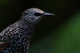 Check spelling or type a new query. Star Sturnus Vulgaris Www Natur In Nrw De