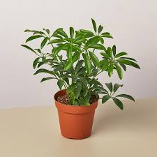 They can be mildly toxic, though, so keep them away from children and pets, especially cats. 25 Easy Houseplants Easy To Care For Indoor Plants