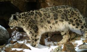 Jun 08, 2021 · video: Nuevo Censo Muestra Estable A Una Poblacion De Leopardos De Las Nieves En Rusia Blog Posts Wwf