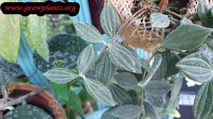 Image result for Duosperma quadrangulare