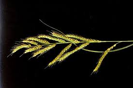 Image result for Echinochloa brevipedicellata