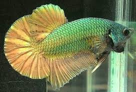 Pin By Sena K On Betta Splendens Betta Fish Siamese Fighting Fish Fish Pet