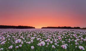 Poppy Flowers Field Hd Flowers 4k Wallpapers Images Backgrounds Photos And Pictures Please complete the required fields. poppy flowers field hd flowers 4k