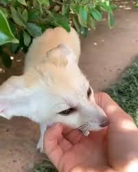 So Cute I Want One Video Animals Beautiful Cute Funny Animals Cute Little Animals