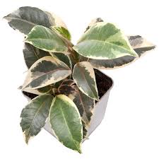 Image result for Ficus elastica