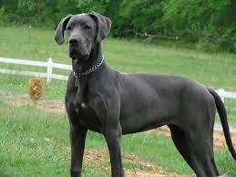 No Cropped Ears Blue Great Danes Blue Great Dane Puppies Great Dane Puppy