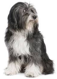 Tibetan Terrier In 2020 Tibetan Terrier Dog Breeds Terrier