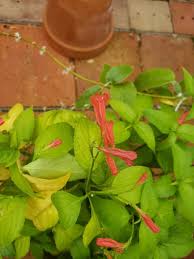 Image result for Ruellia brevifolia