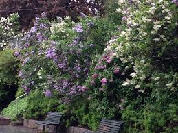 The following parking options are available to guests staying at boetiek hotel kampen (subject to. Lilacs Kampen Park Oslo Norway Norway Oslo Park