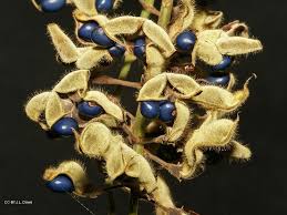 Image result for Rhynchosia mannii