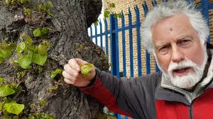 Lime Tree with John Newson from Balsall Heath is our Planet