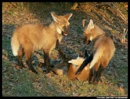 We would love some laundry detergent to help us clean up after her messes! 3 Maned Wolf Pups Play No2 By Leopatra Lionfur On Deviantart