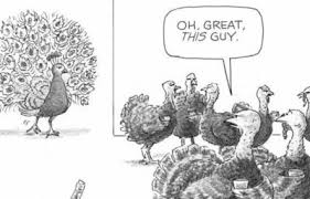 A Wealth Of Pigeons A Cartoon Collection By Steve Martin Blackraven Book Review Cannonball Read 12 Please update watchcartoonsonline.me your bookmarks and notify your friends that we have. cannonball read