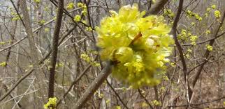 Image result for Buchnera libenii