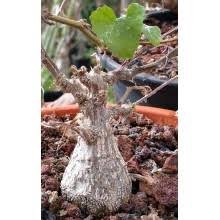 Image result for Corallocarpus welwitschii